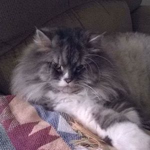 Meet your Posher, Sylvia